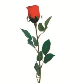 TIGE DE BOUTON DE ROSE GOUTTE D EAU H.77CM ROUGE