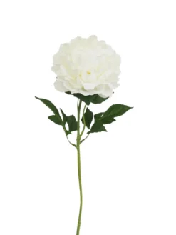 TIGE DE PIVOINE H63CM BLANC