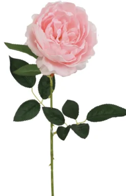 TIGE DE PIVOINE H63CM ROSE