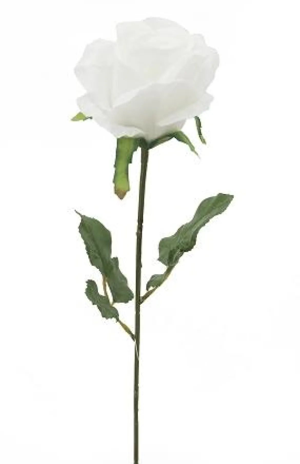 TIGE DE ROSE H.72CM BLANC