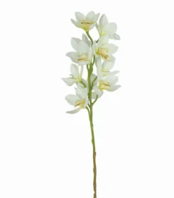 TIGE D ORCHIDEE 10 FLEURS H77CM CREME