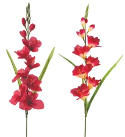 TIGE GLAIEUL ROUGE