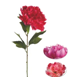 TIGE PIVOINE ROUGE ROSE