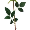 TIGE ROSE H.70CM BLANC CREME