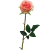 TIGE ROSE H.70CM ROSE