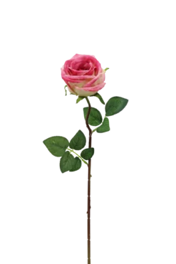 TIGE ROSE H.70CM ROSE