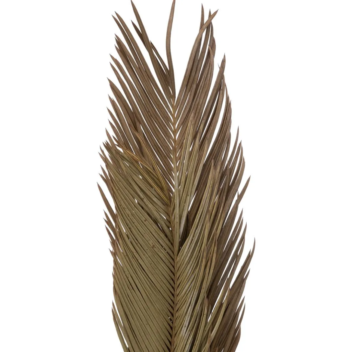 TIGES CYCAS PALM X3 PIECES ORIGINES H.100CM