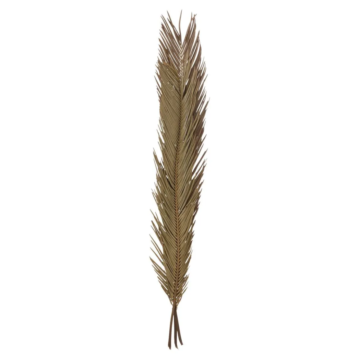 TIGES CYCAS PALM X3 PIECES ORIGINES H.100CM