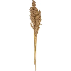 TIGES SECHEES NATUREL OCRE
