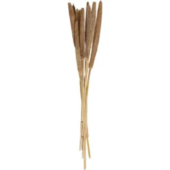 TIGES SECHEES NATUREL OCRE