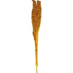 TIGES SECHEES NATUREL OCRE