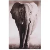 TOILE IMPRIMEE ANIMAUX D.75X115CM