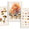 TORCHON CHAMPIGNON MULTICOLORE 50X70