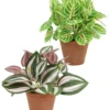 TRADESCANTIA CALATHEA MAKOYANA POT TERRE H.20CM