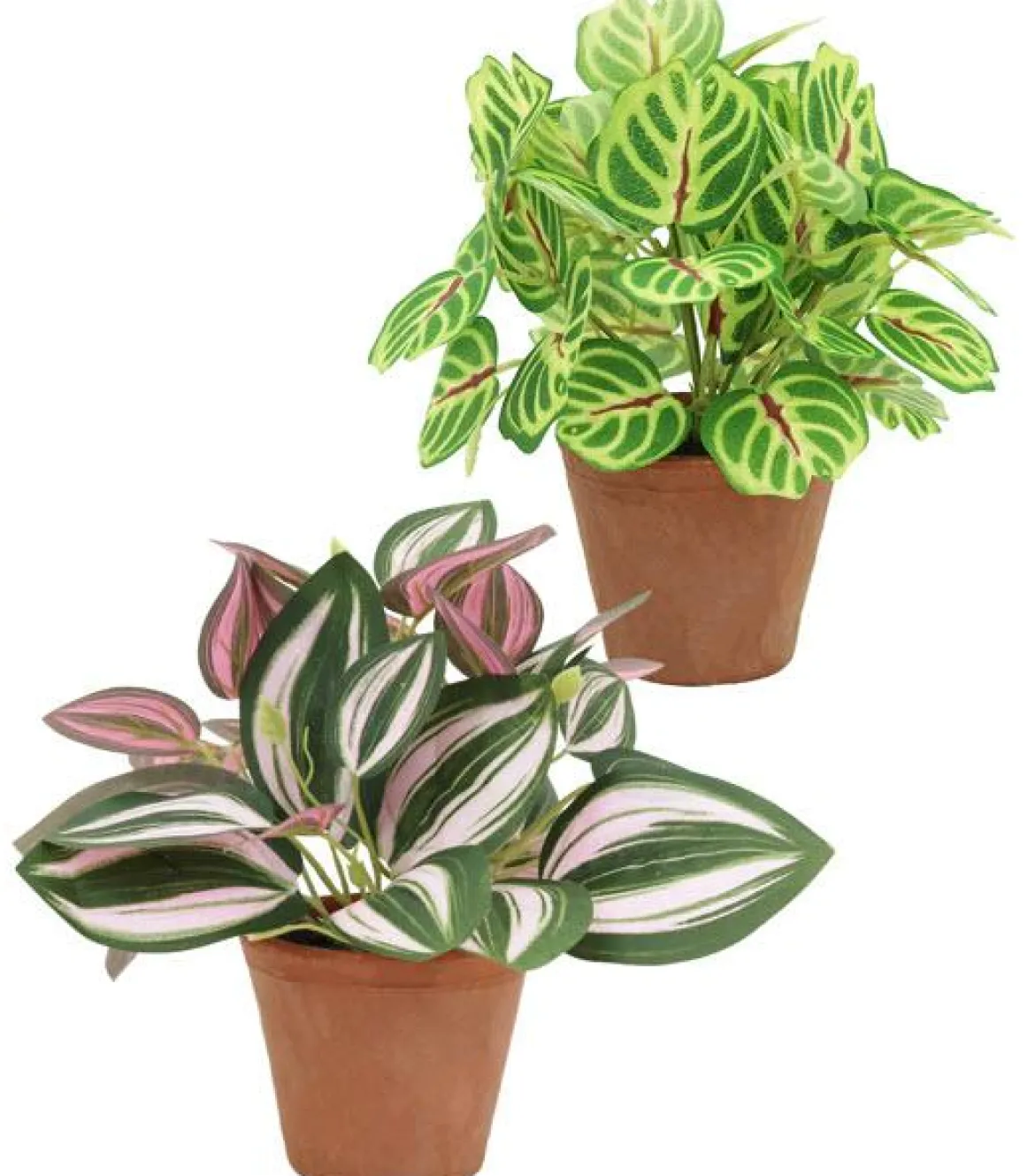 TRADESCANTIA CALATHEA MAKOYANA POT TERRE H.20CM